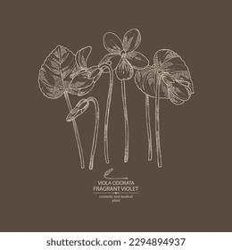 Antecedentes con viola odorata: plantas, hojas y flores de viola odorata.  Violeta fragante. Cosmética, perfumería y planta médica. Ilustración dibujada a mano por el vector