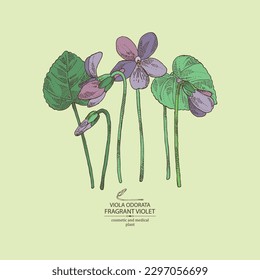 Background with viola odorata: plant, leaves and viola odorata flowers.  Fragrant Violet. Cosmetic, perfumery and medical plant. Vector hand drawn illustration