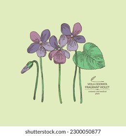 Background with viola odorata: plant, leaves and viola odorata flowers.  Fragrant Violet. Cosmetic, perfumery and medical plant. Vector hand drawn illustration