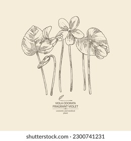 Background with viola odorata: plant, leaves and viola odorata flowers.  Fragrant Violet. Cosmetic, perfumery and medical plant. Vector hand drawn illustration