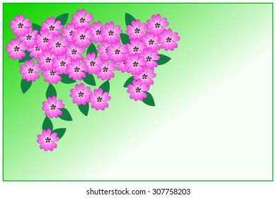 Background with violet phlox  flowers. Vector illustration.