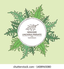 Background with wakame: undaria pinnate seaweed, wakame leaves. Brown algae. Edible seaweed. Vector hand drawn illustration