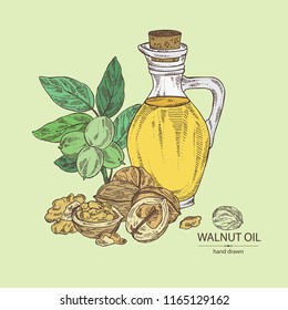 Background with walnut and bottle of walnut oil. Vector hand drawn illustration