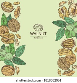 Background with walnut: nuts and brahch with walnut. Vector hand drawn illustration.