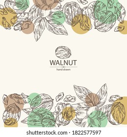 Background with walnut: nuts and brahch with walnut. Vector hand drawn illustration.