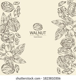 Background with walnut: nuts and brahch with walnut. Vector hand drawn illustration.