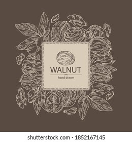 Background with walnut: nuts and brahch with walnut. Vector hand drawn illustration.