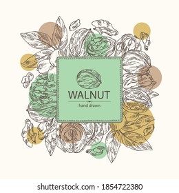 Background with walnut: nuts and brahch with walnut. Vector hand drawn illustration.