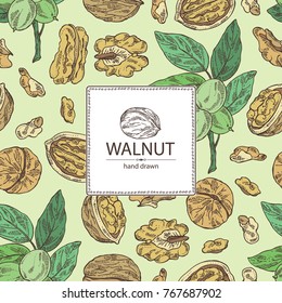 Background with walnut: nuts and brahch with walnut. Vector hand drawn illustration.
