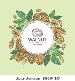 Background with walnut: nuts and branch with walnut. Vector hand drawn illustration.