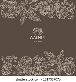 Background with walnut: nuts and branch with walnut. Vector hand drawn illustration.