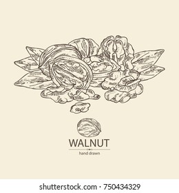 Background with walnut: nuts of walnut. Vector hand drawn illustration