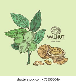 Background with walnut: nuts of walnut. Vector hand drawn illustration