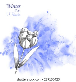 Background  with watercolors and tulipe flower. Vector watercolor illustration
