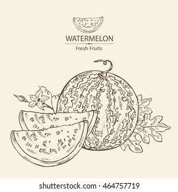 Background with watermelon . hand drawn