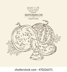 Background with watermelon . hand drawn