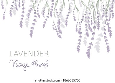 Background for Wedding invitation. Vector illustration, wallpaper with lavender flowers.	