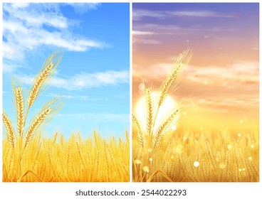 Background of a wheat field with a sense of perspective, daytime and evening