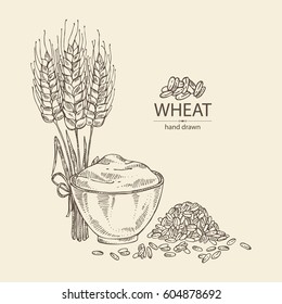 Background with wheat: grain, plate of flour and spikelets. hand drawn.