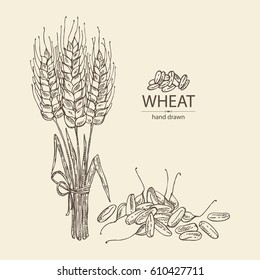 Background with wheat:  wheat grain and spikelets. hand drawn