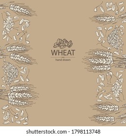 Background with wheat and wheat grain. Vector hand drawn illustration