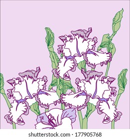 Background with white blue irises. Vector illustration