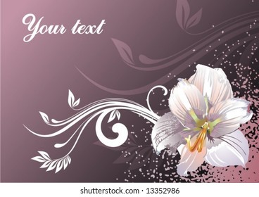 background with white lily