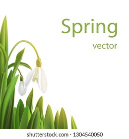 Background white with snowdrops, vector illustration