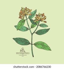 Background with wikstroemia indica: leaves, flowers and wikstroemia indica plant. Daphne indica. Cosmetic, perfumery and medical plant. Vector hand drawn illustration.