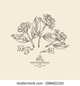 Background with wikstroemia indica: leaves, flowers and wikstroemia indica plant. Daphne indica. Cosmetic, perfumery and medical plant. Vector hand drawn illustration.