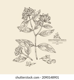 Background with wikstroemia indica: leaves, flowers and wikstroemia indica plant. Daphne indica. Cosmetic, perfumery and medical plant. Vector hand drawn illustration.