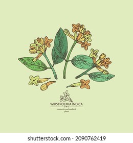 Background with wikstroemia indica: leaves, flowers and wikstroemia indica plant. Daphne indica. Cosmetic, perfumery and medical plant. Vector hand drawn illustration.