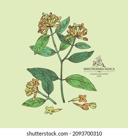 Background with wikstroemia indica: leaves, flowers and wikstroemia indica plant. Daphne indica. Cosmetic, perfumery and medical plant. Vector hand drawn illustration.