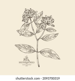 Background with wikstroemia indica: leaves, flowers and wikstroemia indica plant. Daphne indica. Cosmetic, perfumery and medical plant. Vector hand drawn illustration.