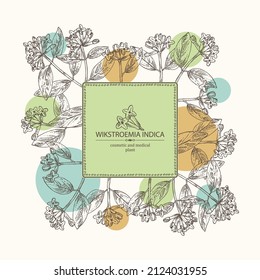 Background with wikstroemia indica: leaves, flowers and wikstroemia indica plant. Daphne indica. Cosmetic, perfumery and medical plant. Vector hand drawn illustration.