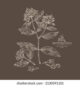 Background with wikstroemia indica: leaves, flowers and wikstroemia indica plant. Daphne indica. Cosmetic, perfumery and medical plant. Vector hand drawn illustration.