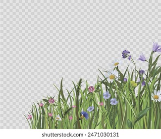Background of wild flowers in the grass on a transparent background. Freehand drawing isolate on a white background. Vector
