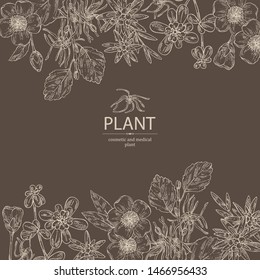 Background wit cosmetic and medical plant: hazel: hamamelis virginiana flowers, camellia sasanqua, portulaca and edelweiss flowers. Vector hand drawn illustration.