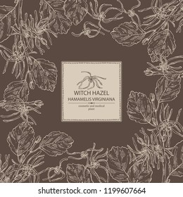 Background with witch hazel: witch hazel flowering branch, leaves, and hamamelis virginiana flowers. Hamamelis virginiana.Cosmetic and medical plant. Vector hand drawn illustration