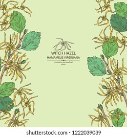 Background with witch hazel: witch hazel flowering branch, leaves, and hamamelis virginiana flowers. Hamamelis virginiana.Cosmetic and medical plant. Vector hand drawn illustration