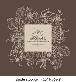 Background with witch hazel: witch hazel flowering branch, leaves, and hamamelis virginiana flowers. Hamamelis virginiana.Cosmetic and medical plant. Vector hand drawn illustration