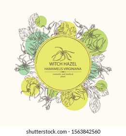 Background with witch hazel: witch hazel flowering branch, leaves, and hamamelis virginiana flowers. Hamamelis virginiana.Cosmetic and medical plant. Vector hand drawn illustration