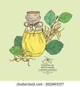 Background With Witch Hazel Flowering Branch, Leaves, Hamamelis Virginiana Flowers And Bottle Of Hamamelis Virginiana Essential Oil. Cosmetic, Perfumery And Medical Plant. Vector Hand Drawn