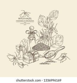 Background with witch hazel:hamamelis virginiana flowers, soap and bath salt . Cosmetic and medical plant. Vector hand drawn illustration. 