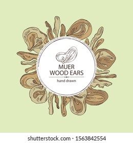 Background with wood ears: muer mushroom and a bit of wood ears. Mushrooms. Vector hand drawn illustration