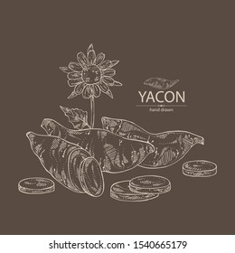 Background with yacon: full yacon and piece of yacon. Vector hand drawn illustration