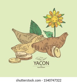 Background with yacon: full yacon and piece of yacon. Vector hand drawn illustration