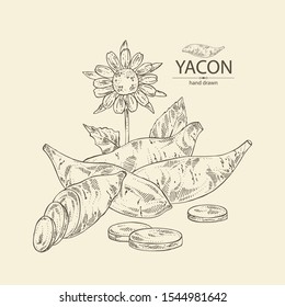 Background with yacon: full yacon and piece of yacon. Vector hand drawn illustration