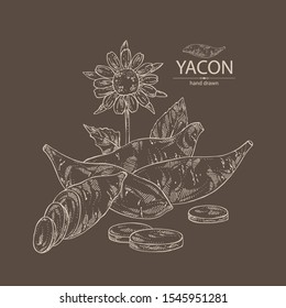 Background with yacon: full yacon and piece of yacon. Vector hand drawn illustration