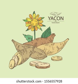 Background with yacon: full yacon and piece of yacon. Vector hand drawn illustration